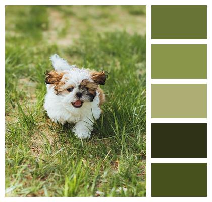 Dog Shih Tzu Animal Image